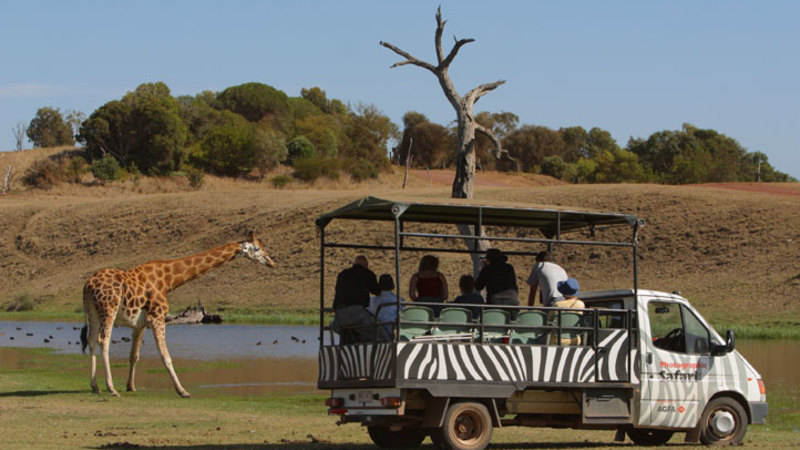 Off Road Animal Safari at Werribee Open Range Zoo - For 2