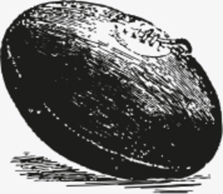 Rugby Ball