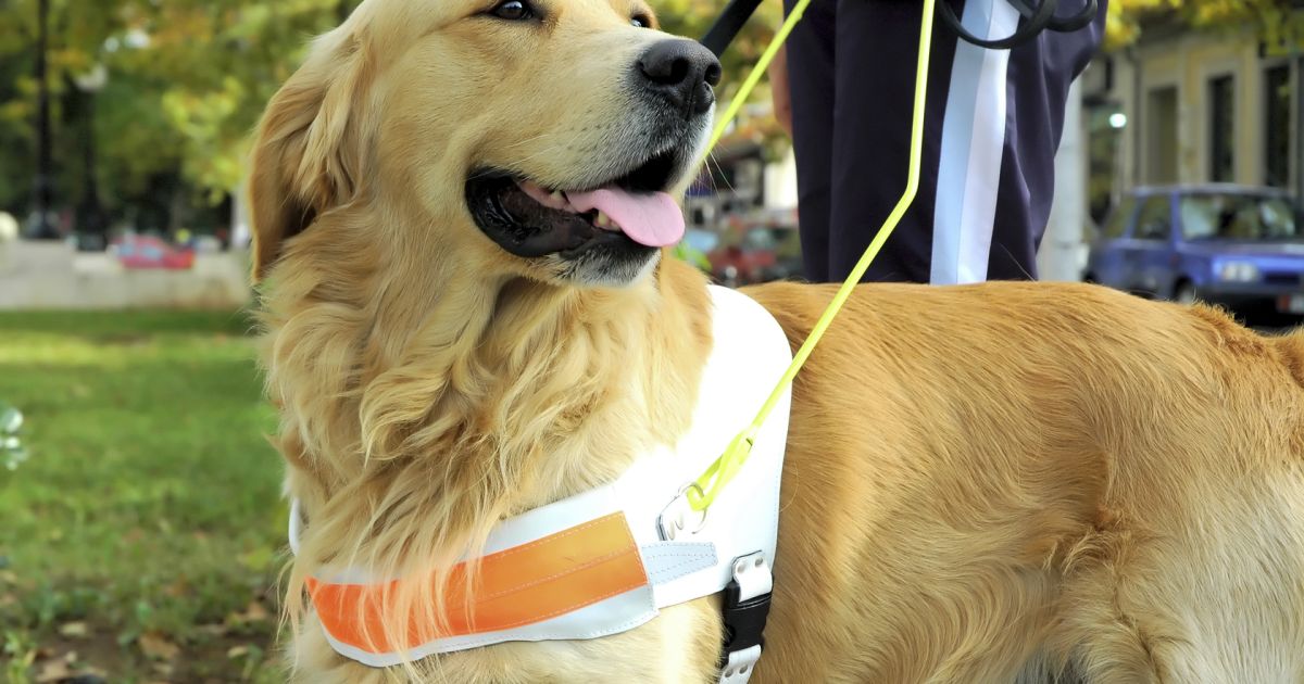 Service dog hot sale rescue