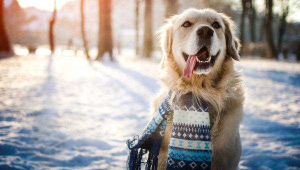 dog outside in snow