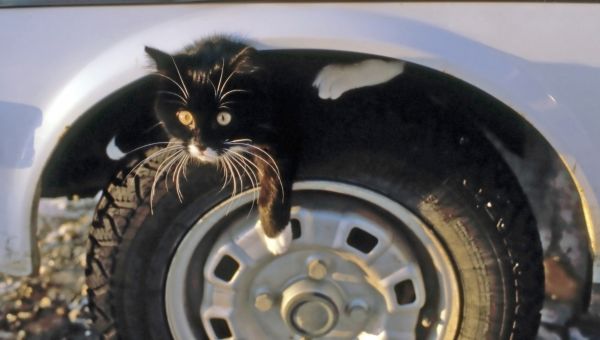 cat on tires
