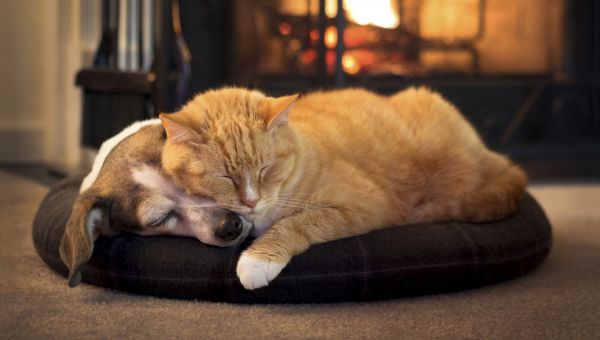 cat and dog next to fireplace