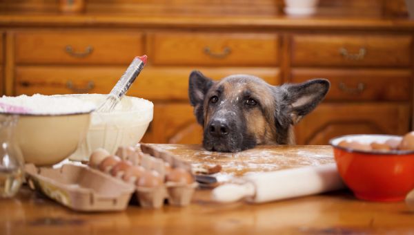 german shepherd staring at food on kitchen counter