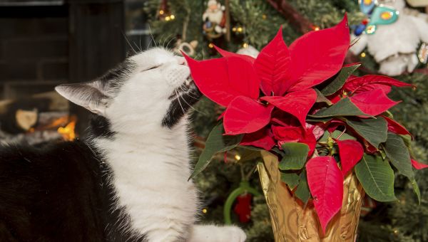 cat smelling apoinsettia plant