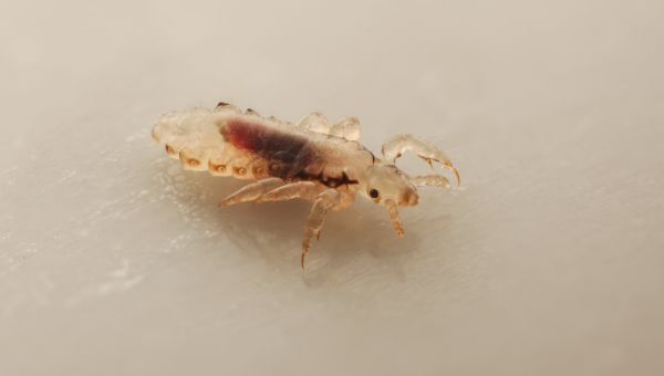 lice, parasite