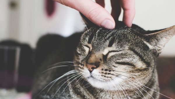 someone petting the head of a gray cat