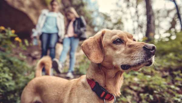 dog, pet, hike, hiking