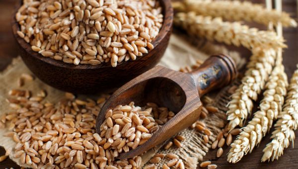 Farro seeds