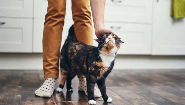 petting a cat