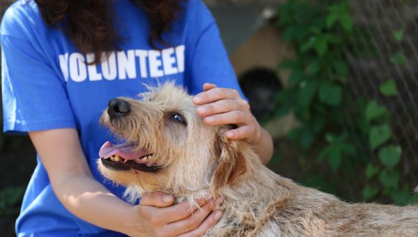 a young woman volunteers to take care of a shelter dog