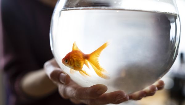 Goldfish in a bowl