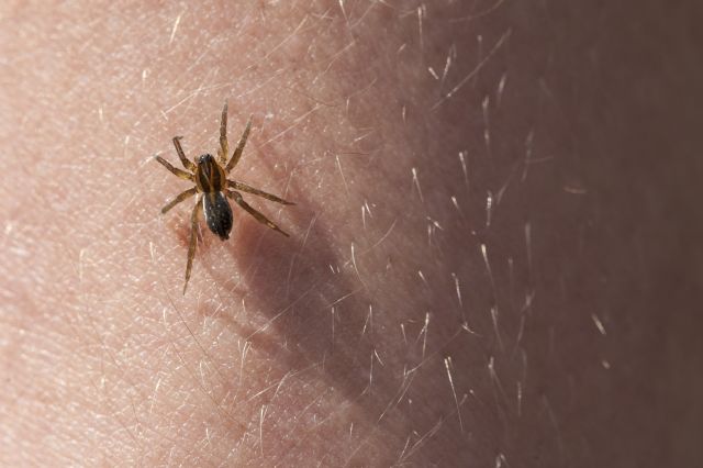 spider on skin