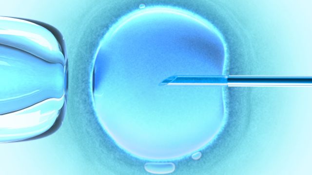 Microscopic view of egg and needle