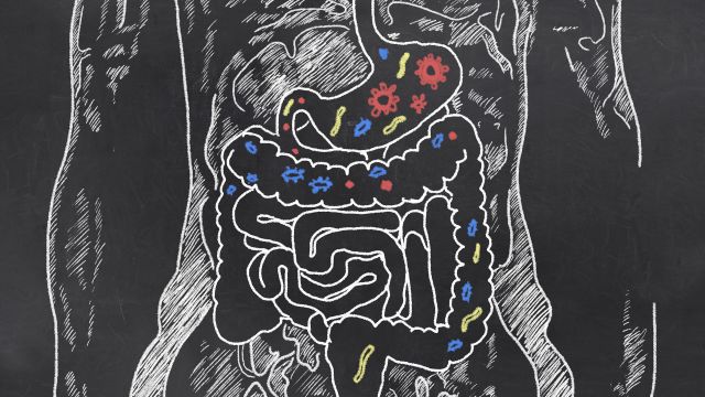 chalk, anatomy, drawing, intestines