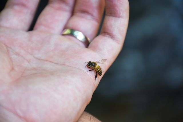 bee resting on an open hand