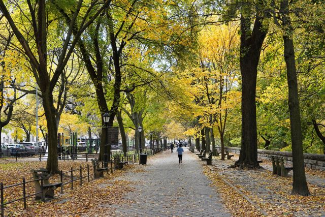 an image of Riverside Park in New York City in autumn, an urban park with a pedestrian walkway, park benches, and trees adjacent to a busy street