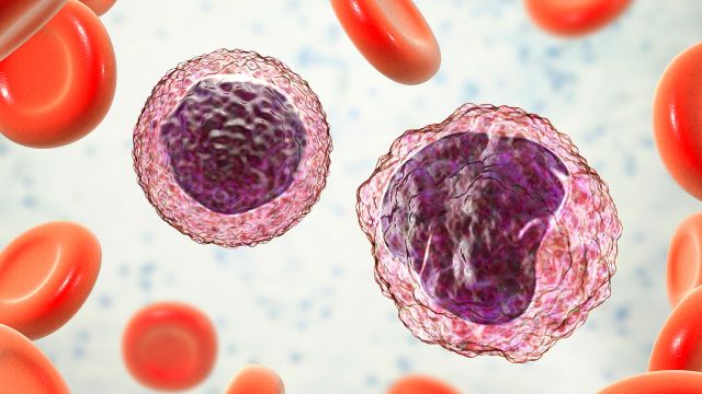 A 3D rendering of lymphocyte and monocyte surrounded by red blood cells.