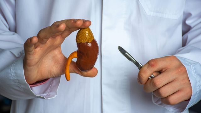 A doctor holds a plastic model of a kidney and adrenal gland.