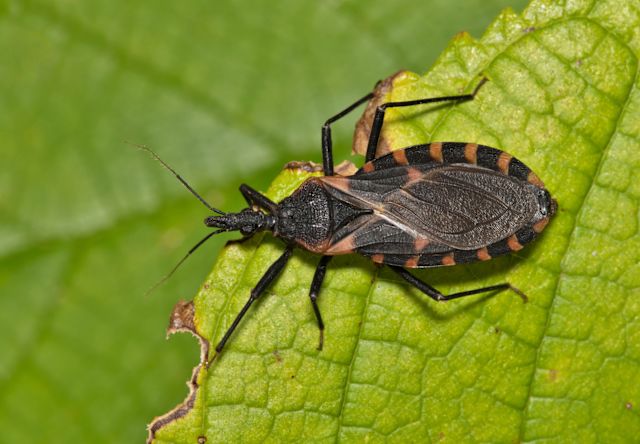 kissing bug or triatomine bug on leaf