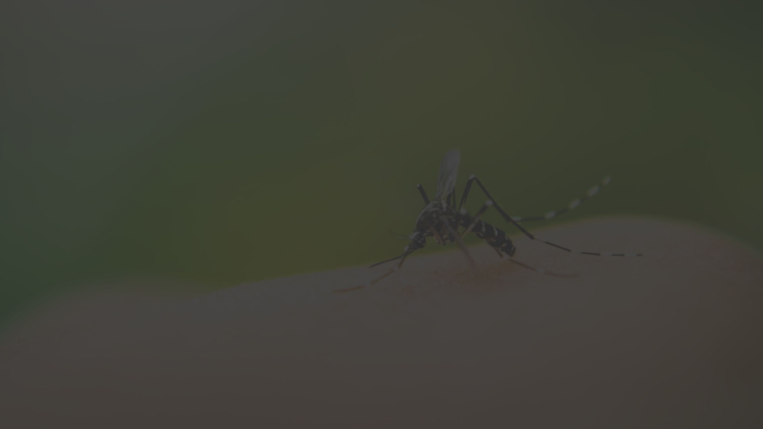 mosquito