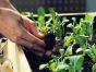 5 Easiest Foods to Grow in Your Garden