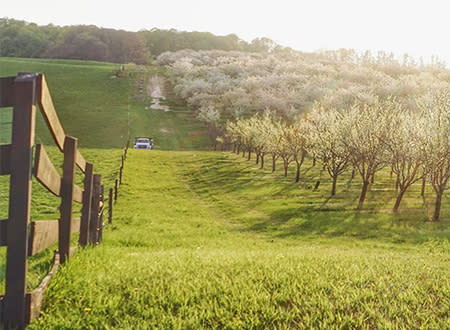 Cherry Blossoms in Leelanau County