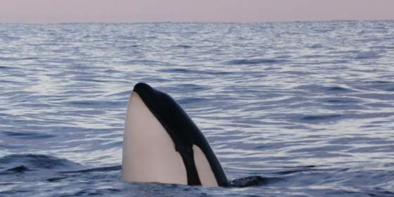 Exclusive 2.5-day Whale, Orca and Northern Lights Expedition on Spectacular Senja – Basecamp Senja