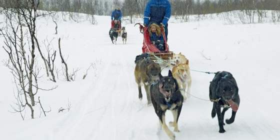 Northern Lights Dog Sledding - Lyngsfjord Adventure