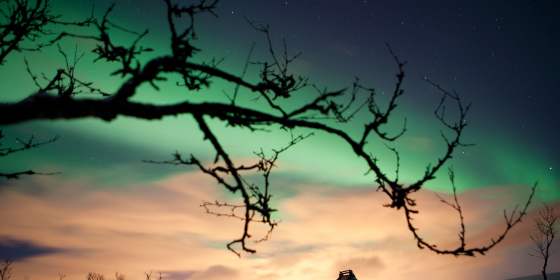 Dog Sledding with Sami dinner - Evening – Tromsø Villmarkssenter