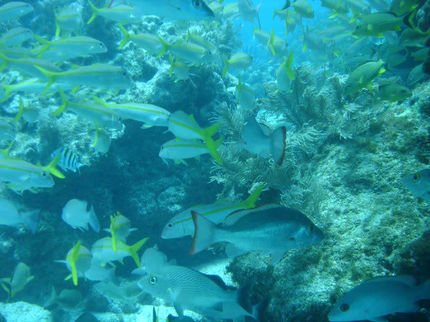 Atlantic Scuba Guide & Services