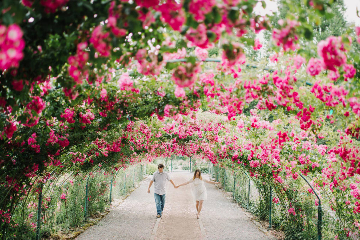 Розовый сад Дасин