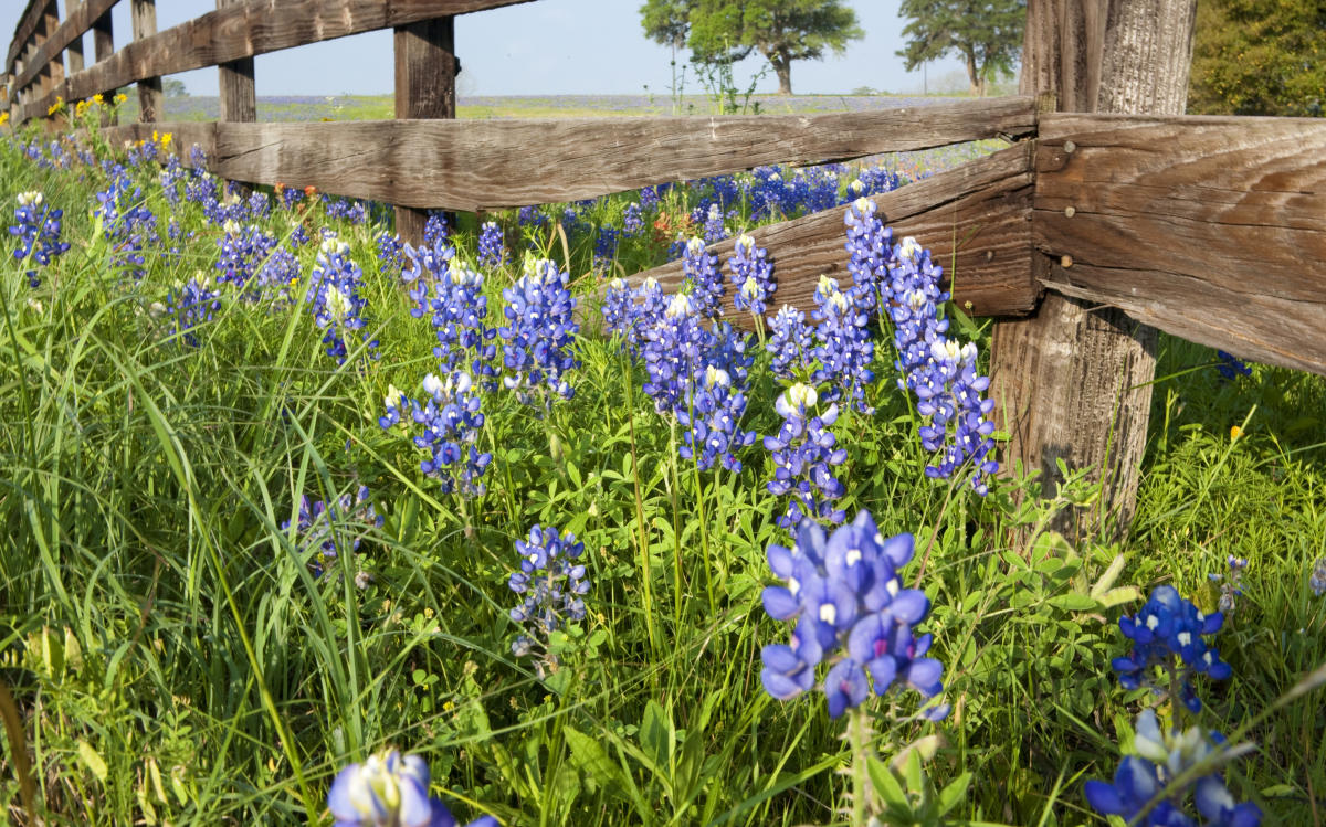 Best Places to See in Austin this Spring Austin Insider Blog