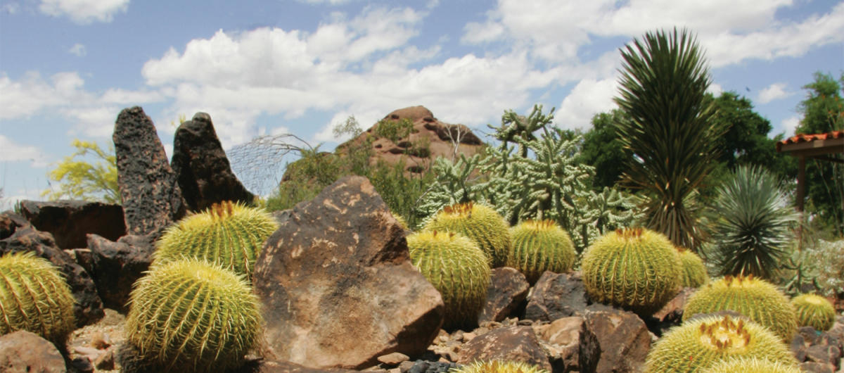 Edible Desert Plants Official Travel Site for Scottsdale