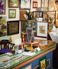 Shop Cat Zane Grey