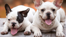 French bulldogs are flat-faced and unable to properly breathe.