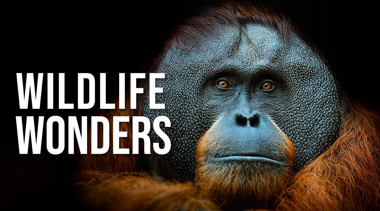Wildlife Wonders