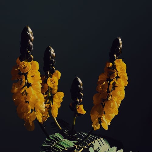 Position Music - Production Music - swallowtail - Single