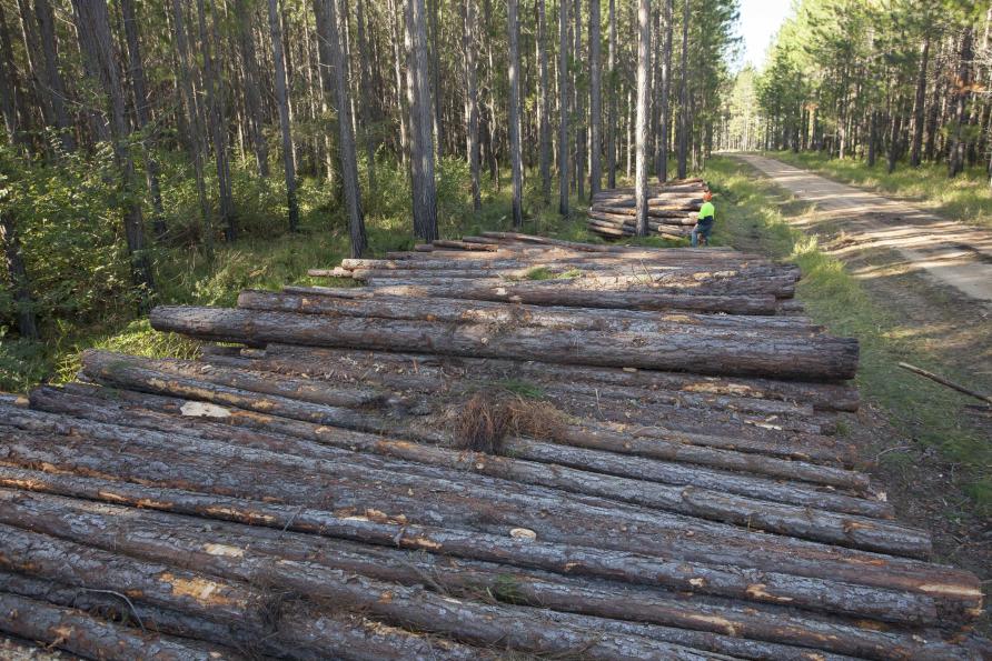 Farm Forestry timbers - Cedar