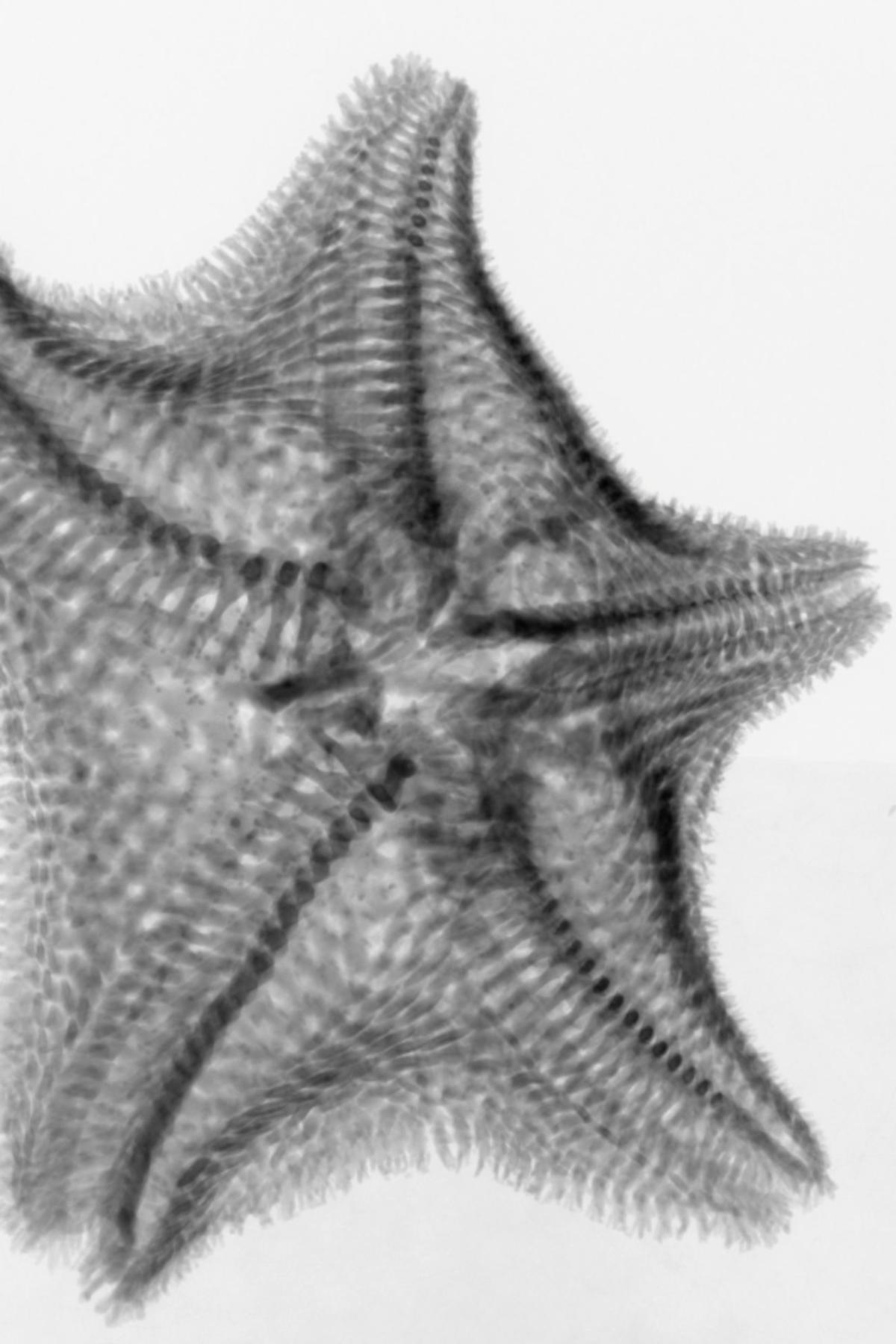 3D scanning reveals new (but extinct) star fish