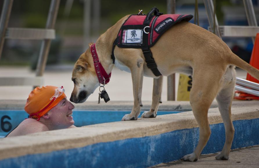 Person in a swimming pool with a service dog nearby