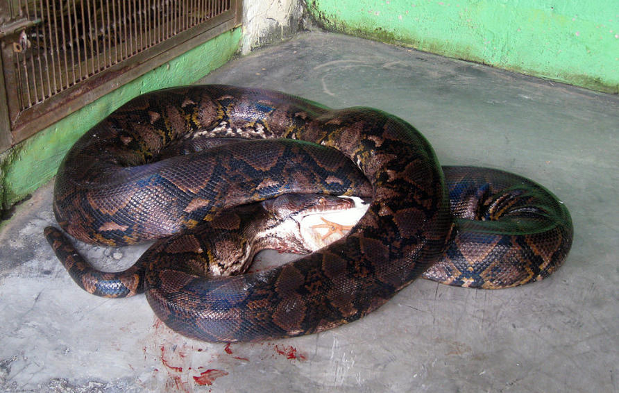 Anaconda Snake Eating Man
