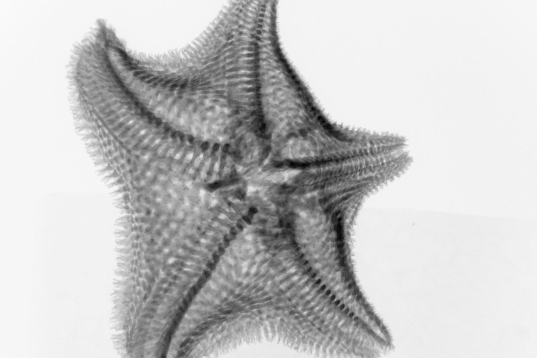 3D scanning reveals new (but extinct) star fish