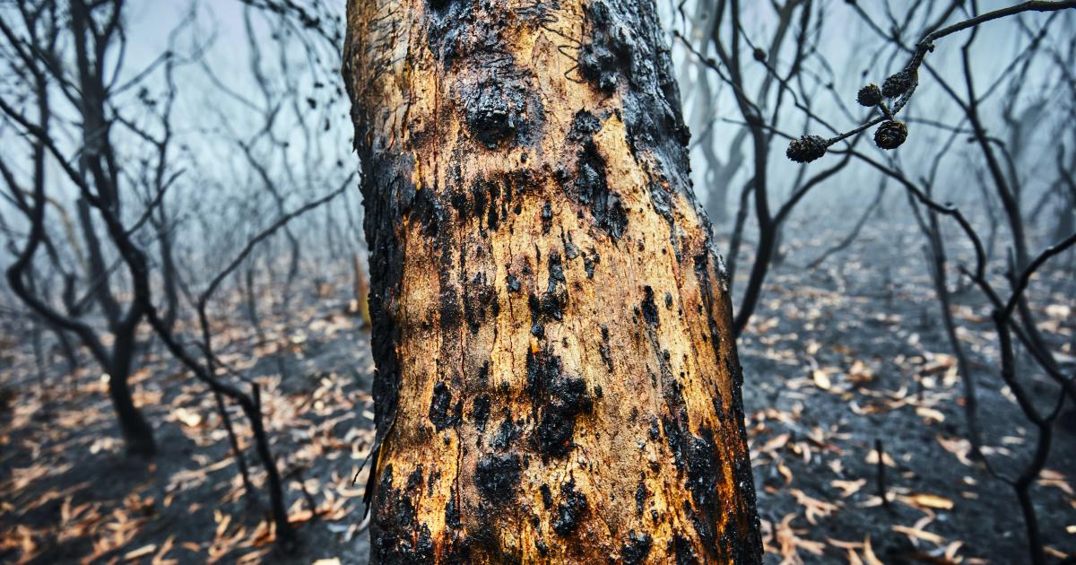 Why Australia S Severe Bushfires May Be Bad News For Tree Regeneration Pursuit By The University Of Melbourne