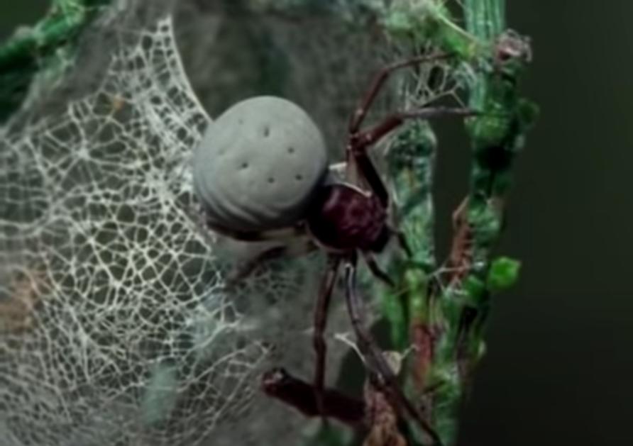 World wide web: global spider silk database a boon for