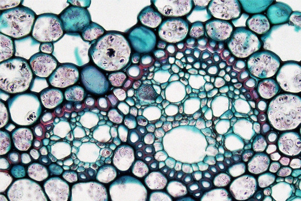 BioSciences Seminar Series - Expanding our view of the microbial world