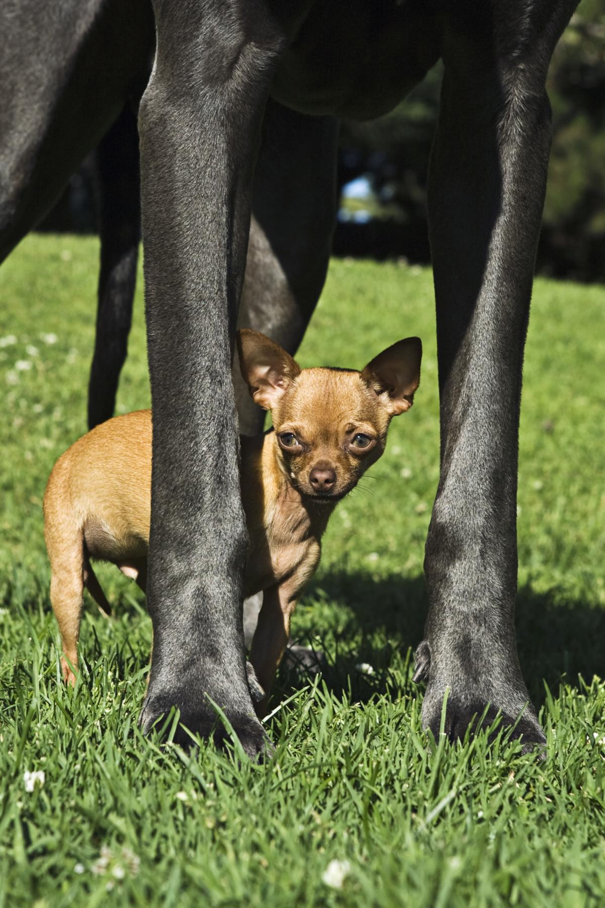 Small Breed Versus Large Breed