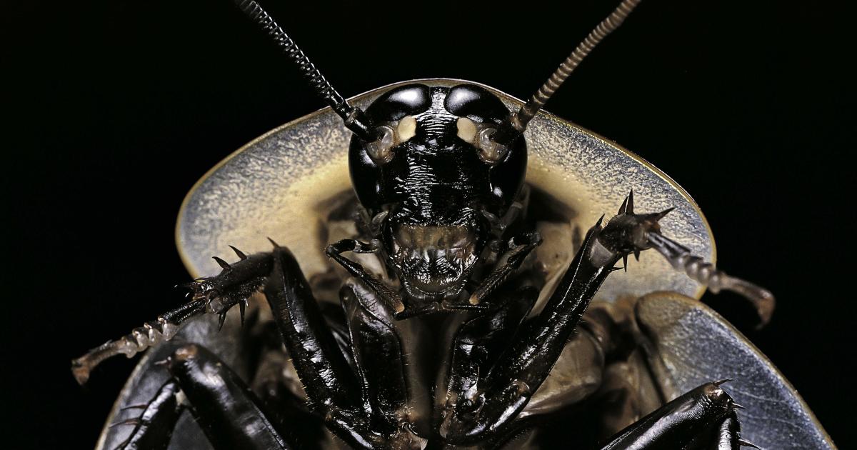 Would cockroaches really survive a nuclear apocalypse? | Pursuit by The  University of Melbourne