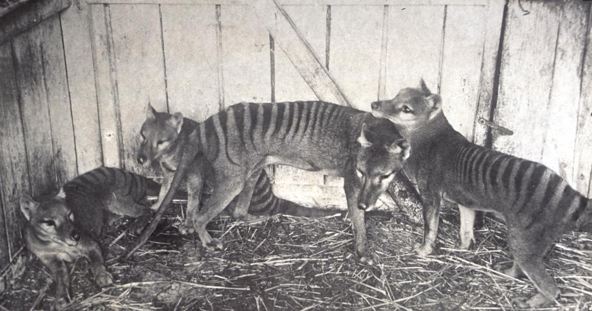 DNA from tiny marsupial could help the Tasmanian tiger spring back to life