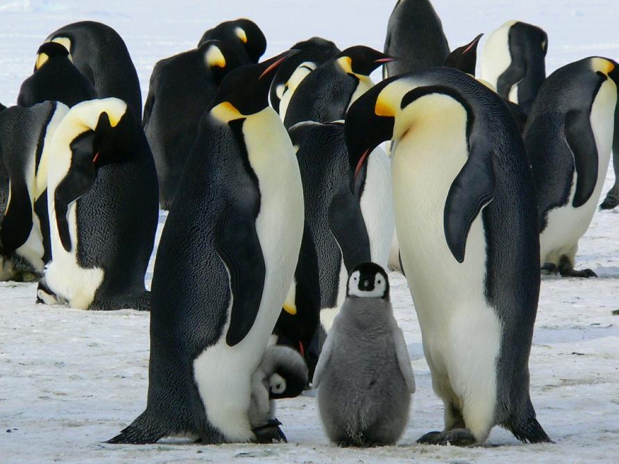 how do penguins find mates