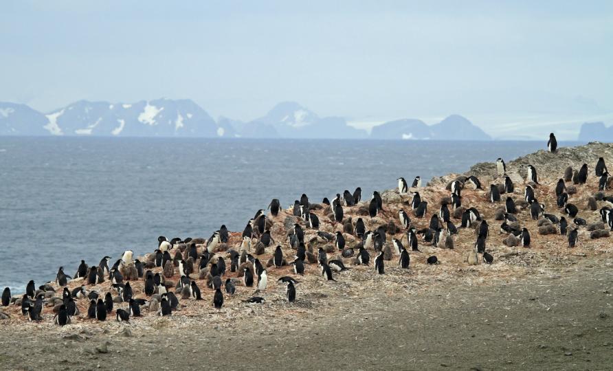 Ancient Penguin Brains from Antarctica